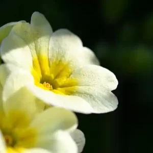 비아그라 사이트 정보 가이드 온라인 의약품 정보 접근 방법