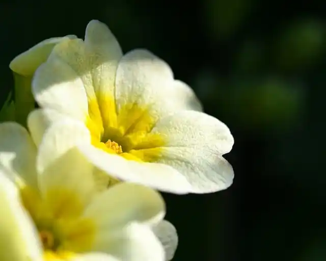 비아그라 사이트 정보 가이드 온라인 의약품 정보 접근 방법